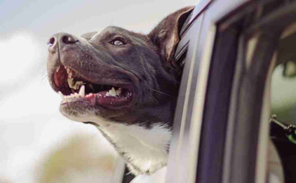 DETRAN.MG - Transporte de Animais em Veículos Particulares: O que Diz a Lei? (2)