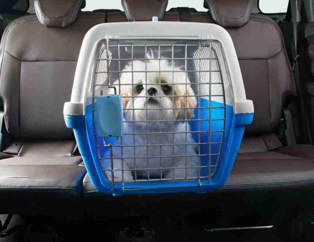 DETRAN.MG - Transporte de Animais em Veículos Particulares: O que Diz a Lei? (4)