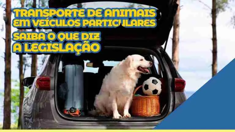 Transporte de Animais em Veículos Particulares: O que Diz a Lei?